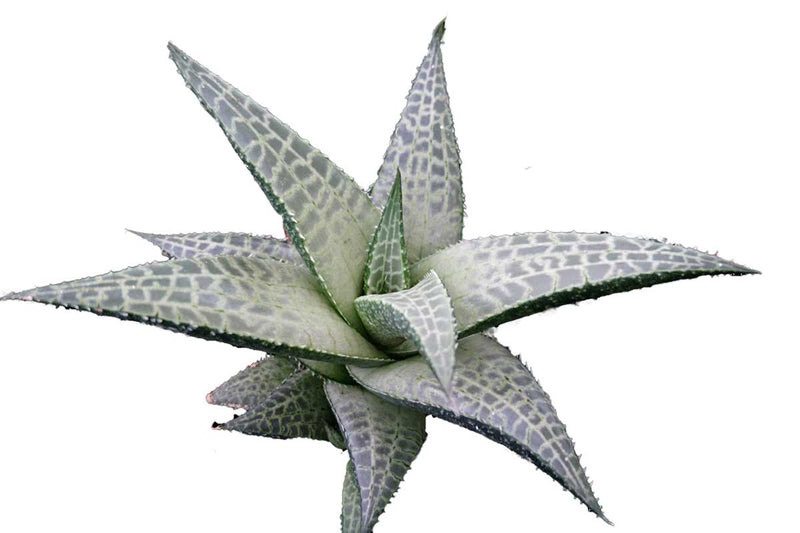 Haworthia tessellata