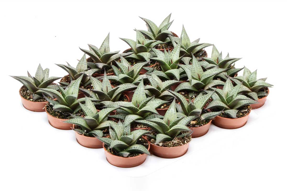 Haworthia tessellata 5.5cm