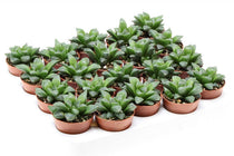 
                  
                    Haworthia retusa 5.5cm - Χαβόρθια
                  
                