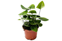 
                  
                    Hemionitis arifolia
                  
                