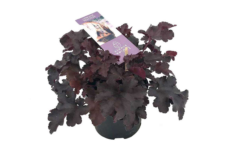 Heuchera 'Indian Summer' Black 12cm