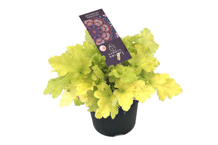 Heuchera 'Indian Summer Lime' 12cm