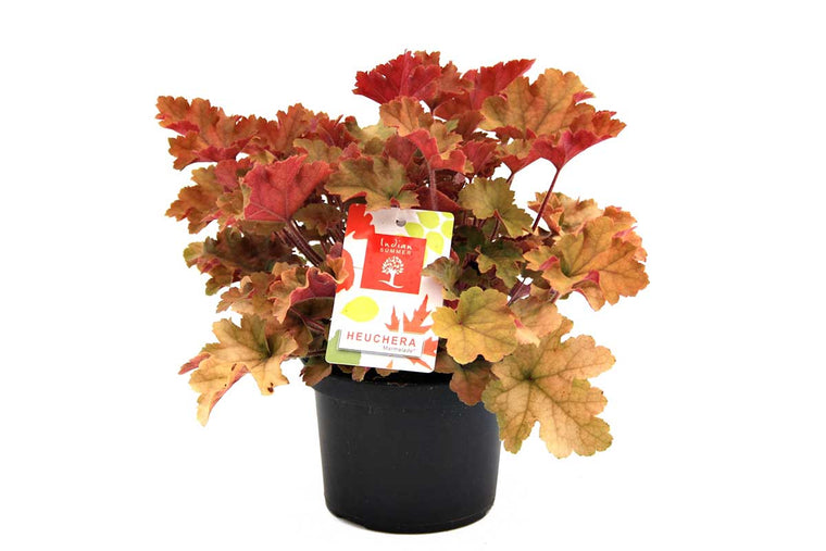 Heuchera 'Indian Summer' Orange' 12cm