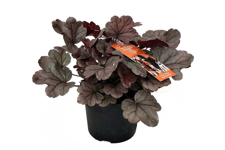 Heuchera 'Indian Summer Silver' 12cm