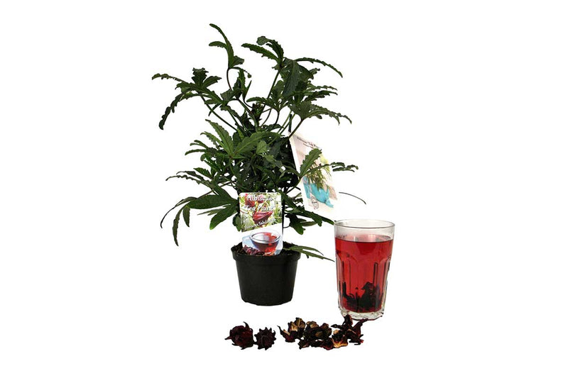 Hibiscus 'Tea Plant' 12cm