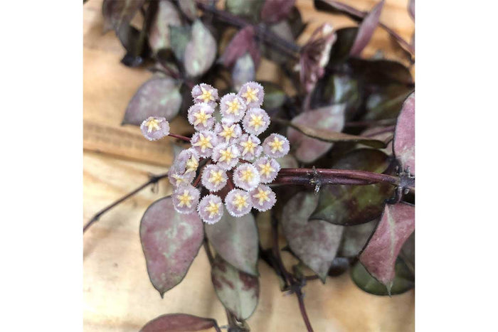 Hoya krohniana 'black' 12cm