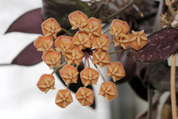 Hoya sigillatis