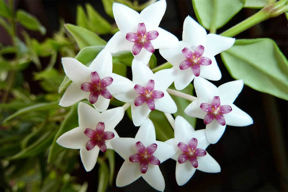 
                  
                    Hoya bella 12cm - Χόγια
                  
                