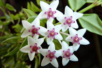 
                  
                    Hoya bella 12cm - Χόγια
                  
                