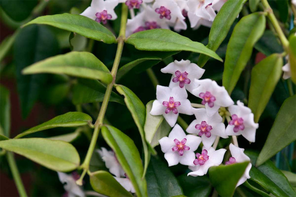 
                  
                    Hoya bella 12cm - Χόγια
                  
                