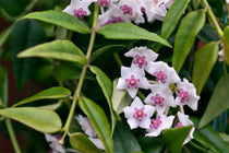 
                  
                    Hoya bella 12cm - Χόγια
                  
                