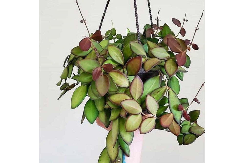 
                  
                    Hoya burtoniae
                  
                
