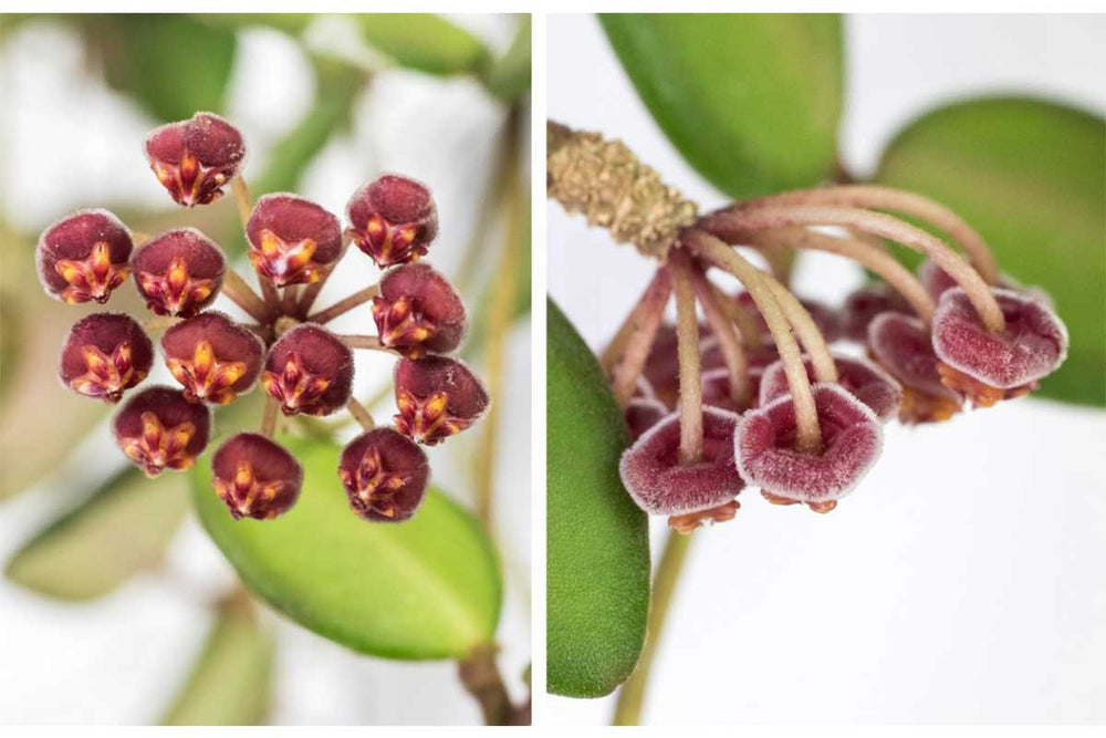 
                  
                    Hoya burtoniae
                  
                