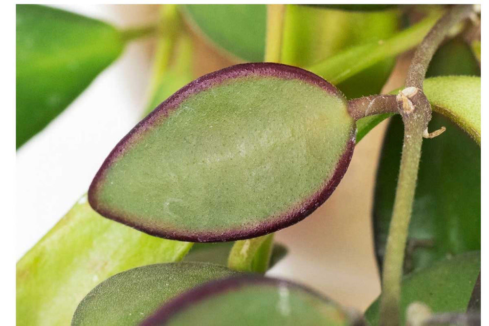 
                  
                    Hoya burtoniae
                  
                