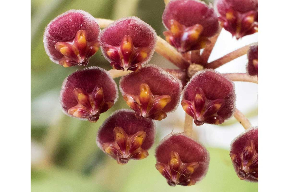 
                  
                    Hoya burtoniae
                  
                