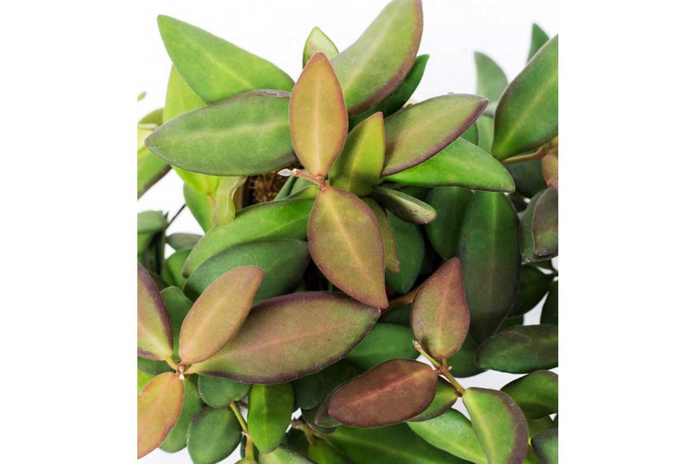 
                  
                    Hoya burtoniae
                  
                