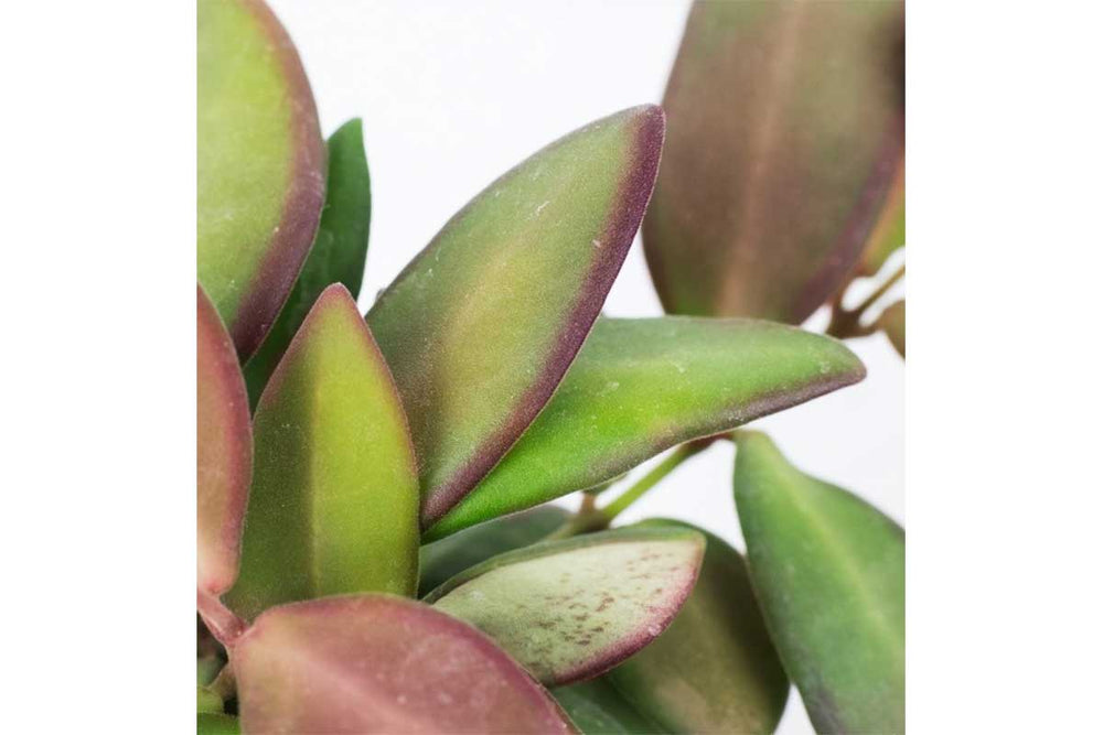 
                  
                    Hoya burtoniae
                  
                