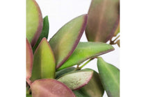 
                  
                    Hoya burtoniae
                  
                