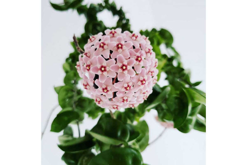 Hoya compacta 9cm 