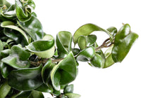 
                  
                    Hoya compacta 9cm 
                  
                