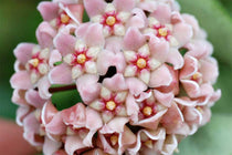 
                  
                    Hoya compacta 9cm 
                  
                