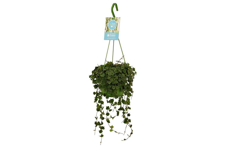 Hoya curtisii 14cm