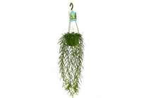 
                  
                    Hoya linearis - Χόγια
                  
                