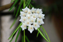 
                  
                    Hoya linearis - Χόγια
                  
                