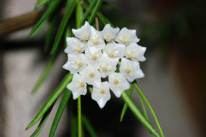 Hoya linearis - Χόγια