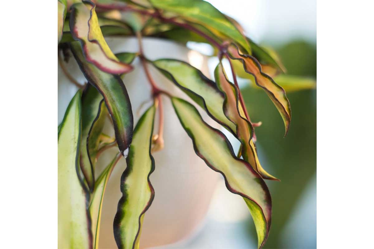 Hoya wayetii 'tricolor'