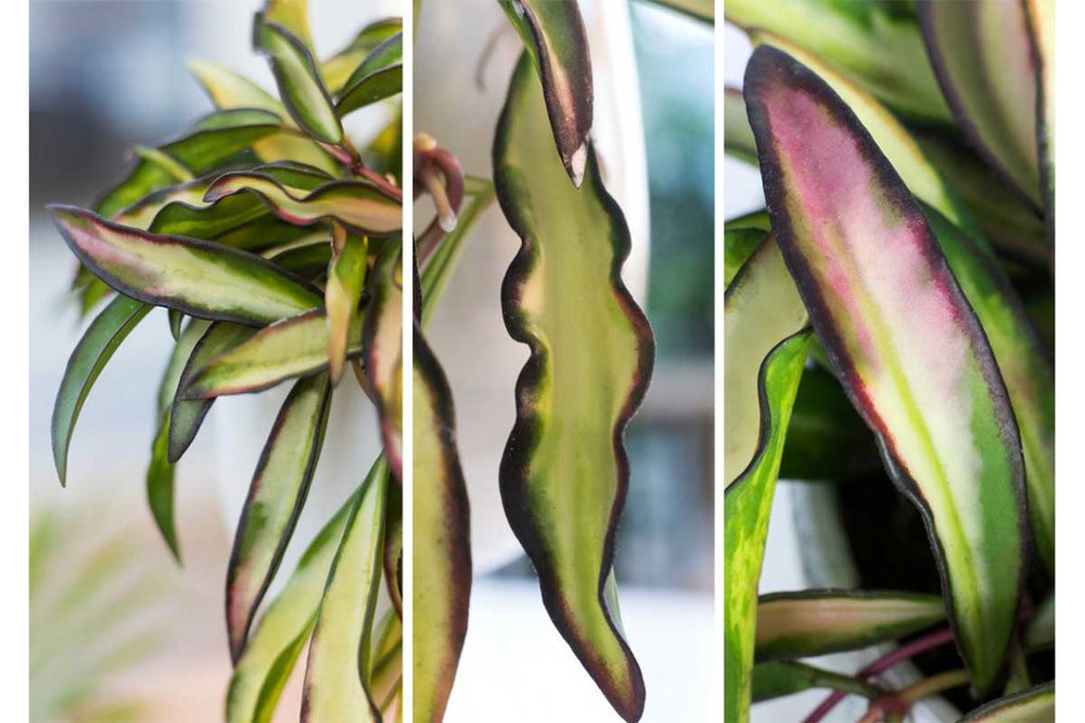 
                  
                    Hoya wayetii 'tricolor'
                  
                