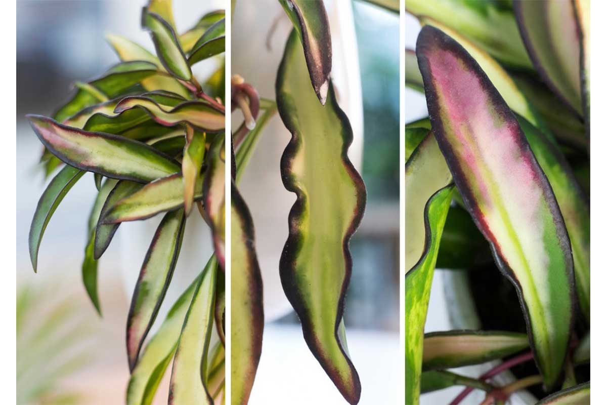 Hoya wayetii 'tricolor'