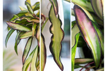
                  
                    Hoya wayetii 'tricolor'
                  
                