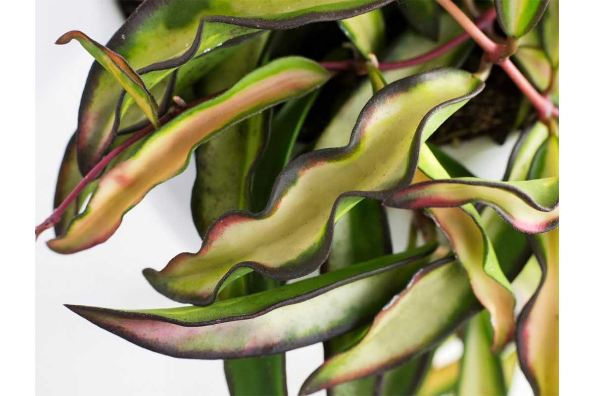 Hoya wayetii 'tricolor'