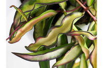 
                  
                    Hoya wayetii 'tricolor'
                  
                