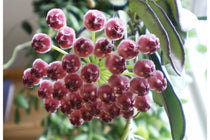 
                  
                    Hoya wayetii 'tricolor'
                  
                