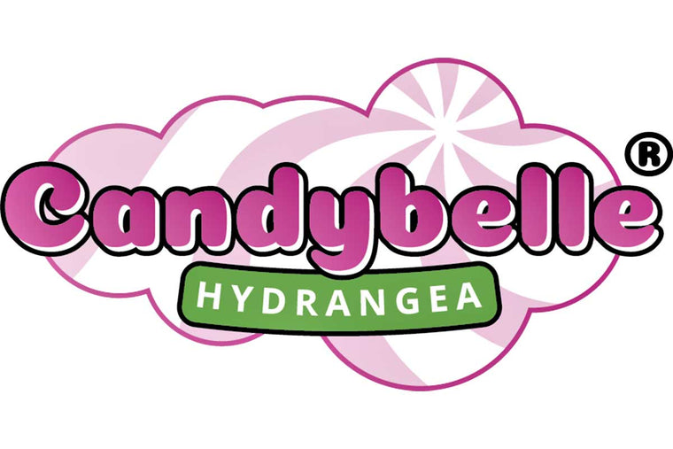 Hydrangea 'Bubblegum'® 19cm