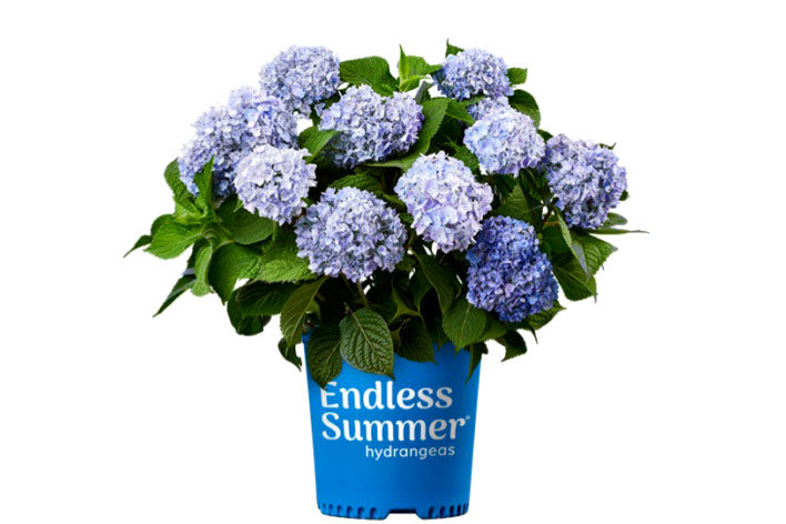 Hydrangea Endless Summer® 'Original blue 17cm