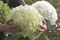 
                  
                    Hydrangea arb. 'strong annabelle'® - Ορτανσία
                  
                
