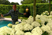 
                  
                    Hydrangea arb. 'strong annabelle'® - Ορτανσία
                  
                