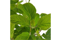
                  
                    Hydrangea arb. 'strong annabelle'® - Ορτανσία
                  
                