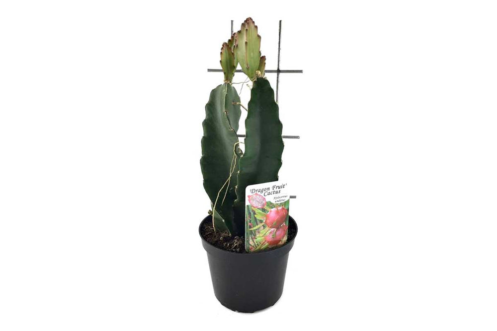 
                  
                    Hylocereus undatus 'dragon fruit' 12cm
                  
                