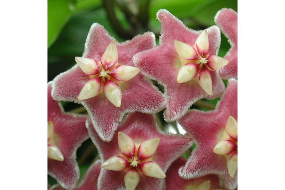 
                  
                    Hoya 'pubicalyx' 
                  
                