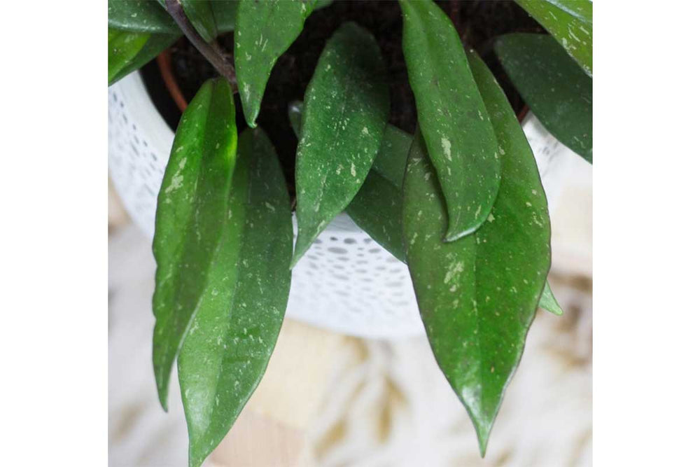 
                  
                    Hoya 'pubicalyx' 
                  
                