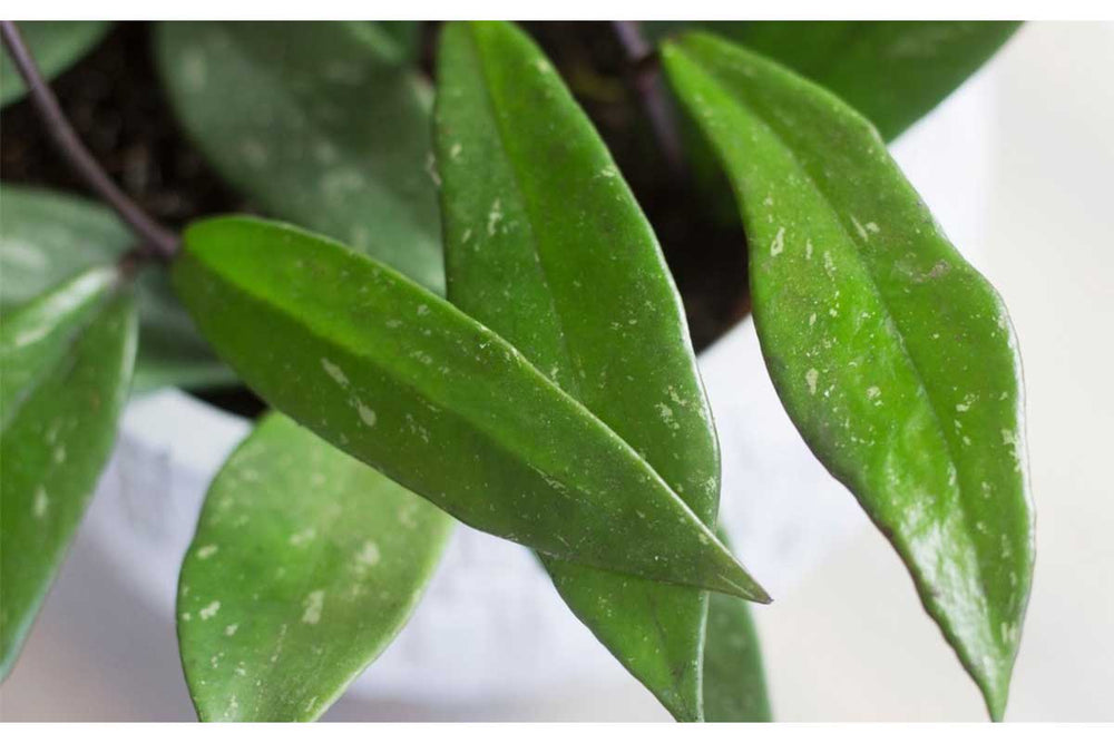 
                  
                    Hoya 'pubicalyx' 
                  
                