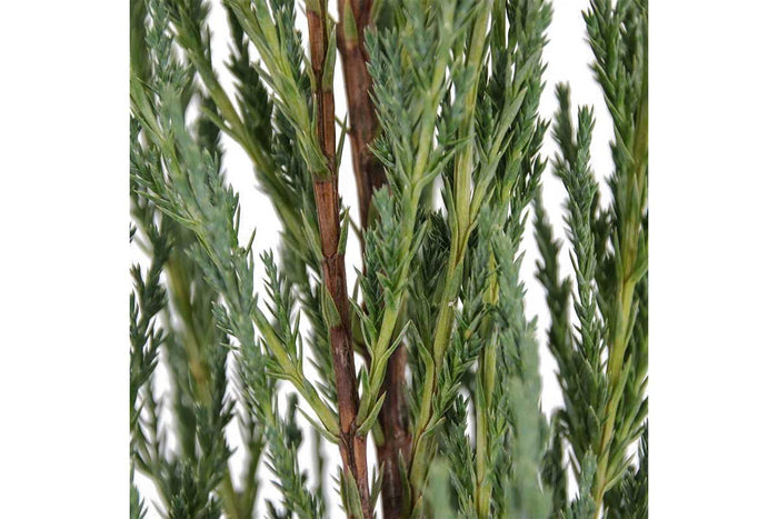 Juniperus 'blue arrow' 19cm