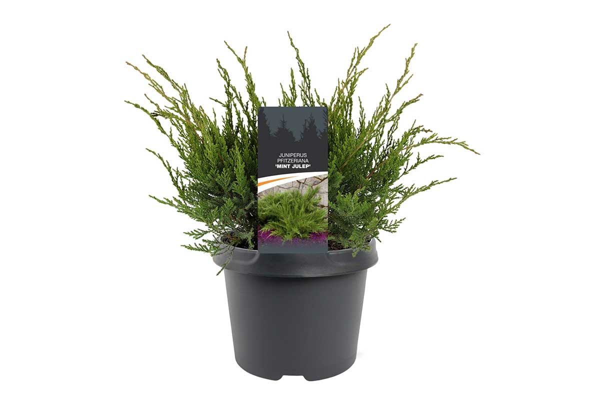 Juniperus 'mint julep' 19cm