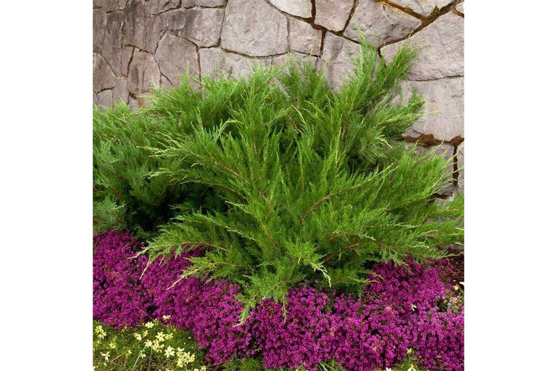 Juniperus 'mint julep' 19cm