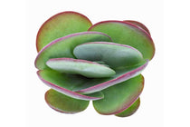 
                  
                    Kalanchoe luciae 'Flapjack'
                  
                
