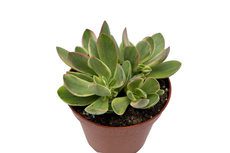 Kalanchoe 'Joyce'® 8.5cm